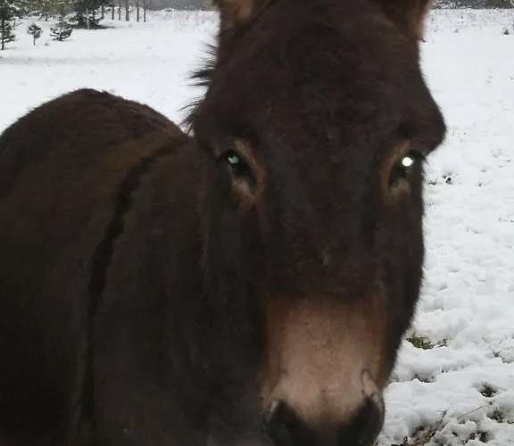 ゲストハウス Domaine De L'asenon Causse-et-Diege