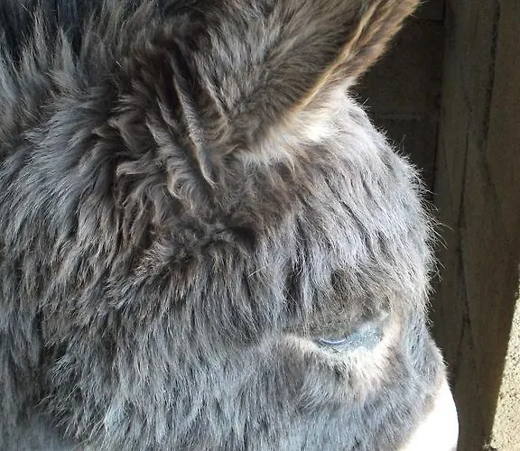 ゲストハウス Domaine De L'asenon 3*